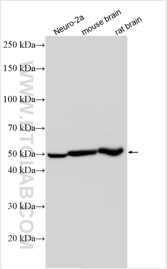 WB analysis using 27717-1-AP