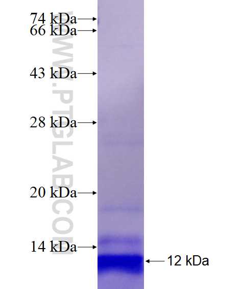 FAR2 fusion protein Ag26823 SDS-PAGE FAR2 fusion protein Ag26823 SDS-PAGE