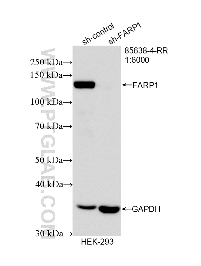 WB analysis of HEK-293 using 85638-4-RR (same clone as 85638-4-PBS)
