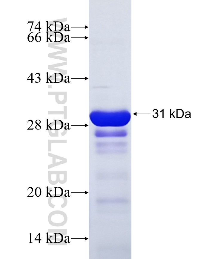 FARP1 fusion protein Ag21232 SDS-PAGE FARP1 fusion protein Ag21232 SDS-PAGE