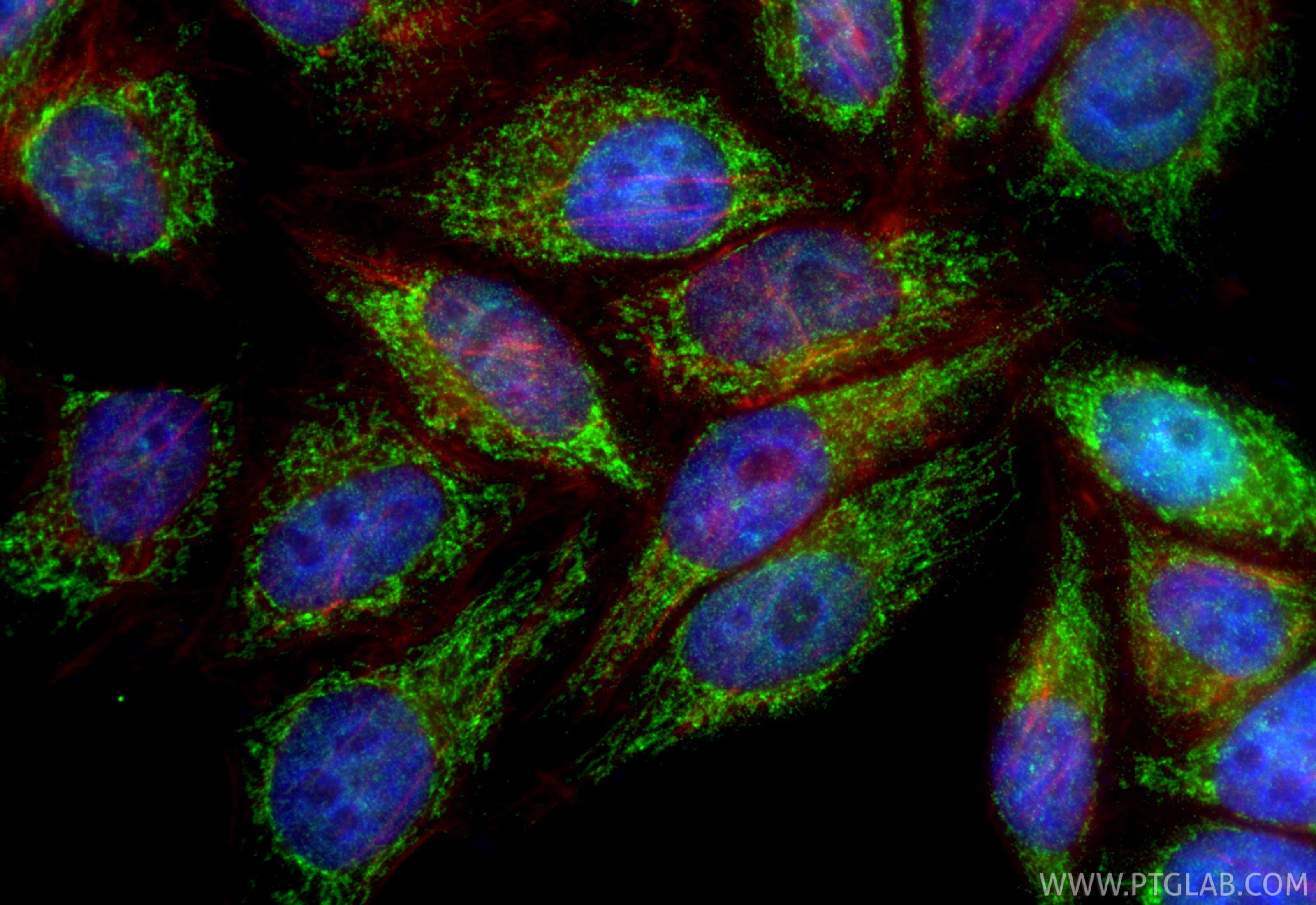 IF Staining of HepG2 using 16436-1-AP
