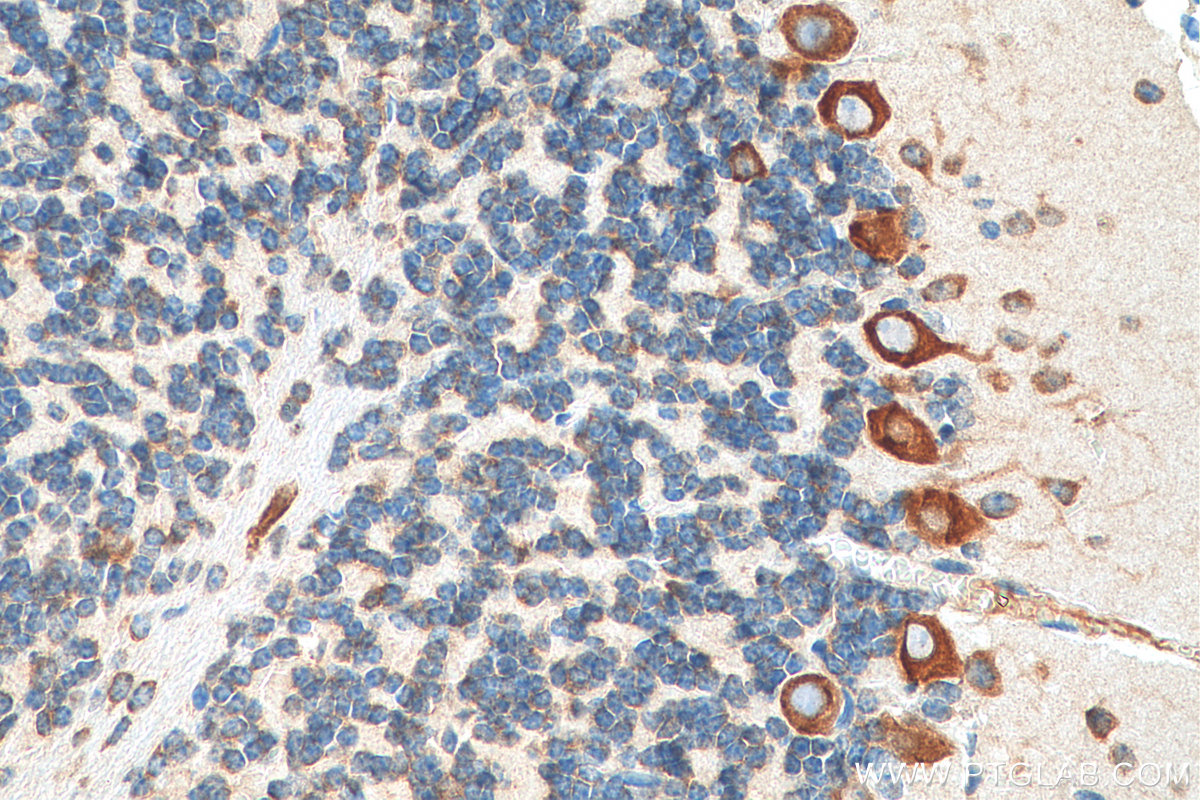 IHC staining of mouse cerebellum using 67924-1-Ig