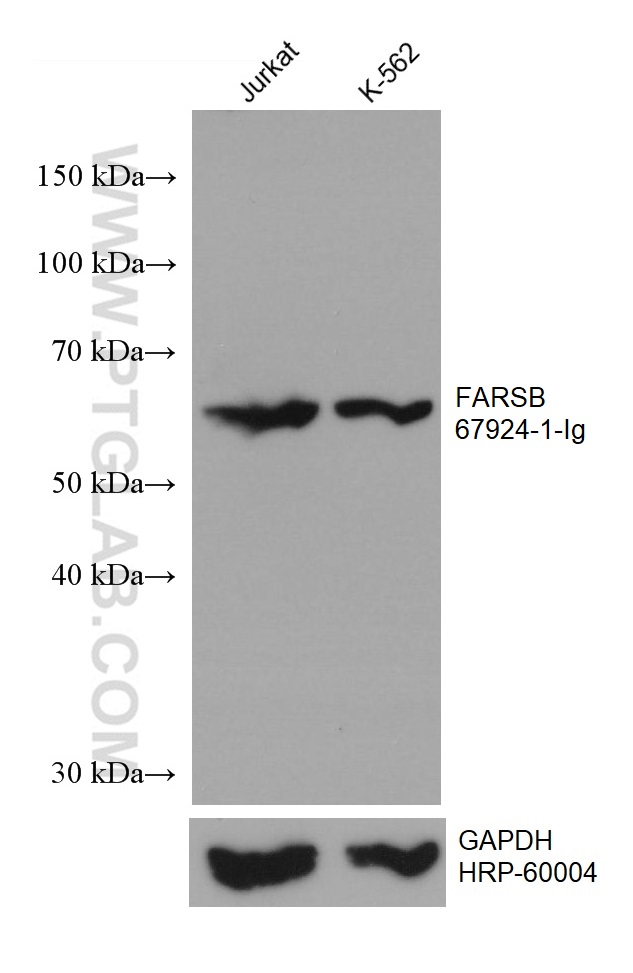 WB analysis using 67924-1-Ig