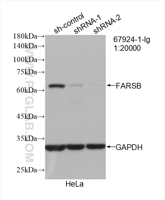 WB analysis of HeLa using 67924-1-Ig