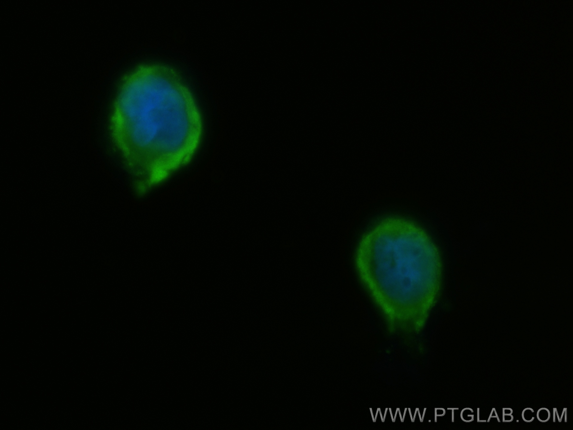 IF Staining of U-251 using CL488-67924