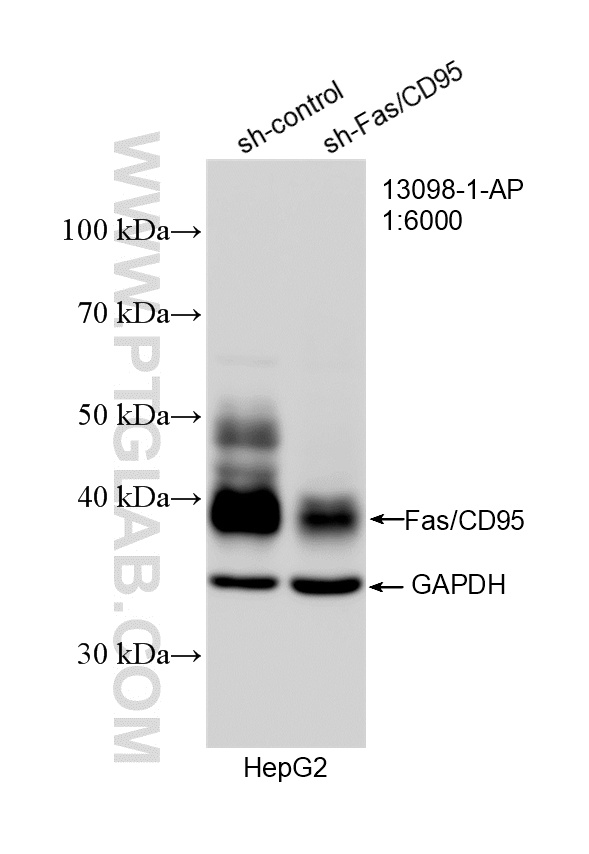 WB analysis of HepG2 using 13098-1-AP WB analysis of HepG2 using 13098-1-AP