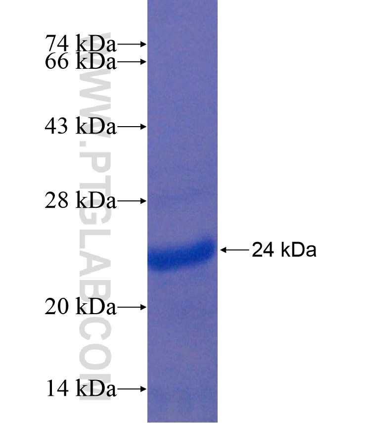 FAS fusion protein Ag17613 SDS-PAGE