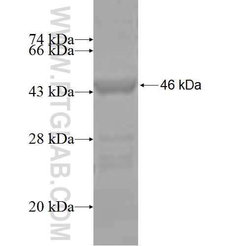 FAS fusion protein Ag3718 SDS-PAGE