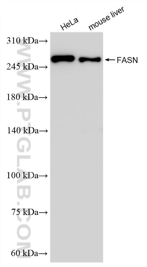WB analysis using 81079-2-RR (same clone as 81079-2-PBS) WB analysis using 81079-2-RR (same clone as 81079-2-PBS)
