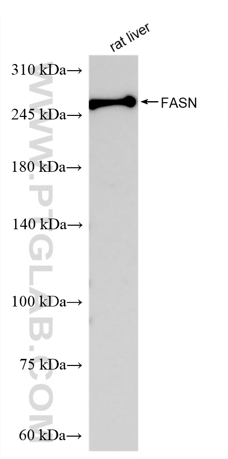 WB analysis of rat liver using 81079-2-RR (same clone as 81079-2-PBS) WB analysis of rat liver using 81079-2-RR (same clone as 81079-2-PBS)