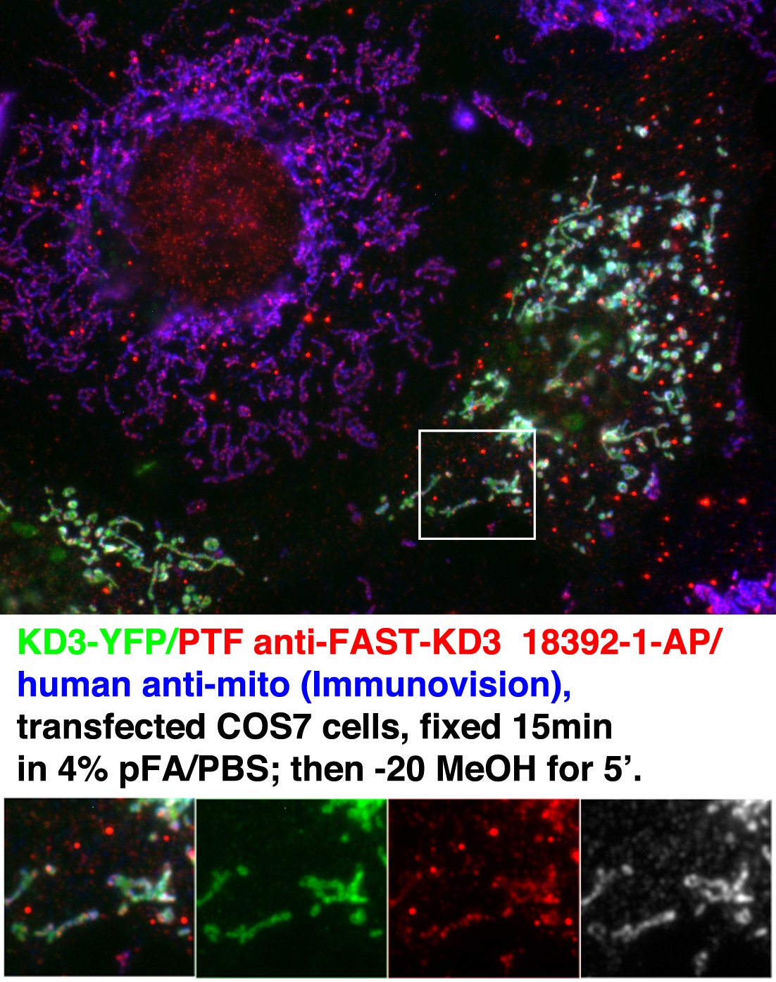 IF Staining of transfected cells using 18392-1-AP