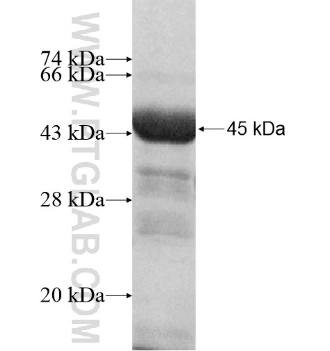 FASTKD3 fusion protein Ag13083 SDS-PAGE