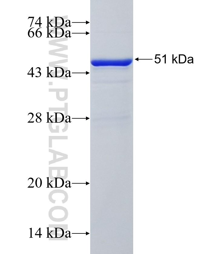 FAT2 fusion protein Ag34942 SDS-PAGE
