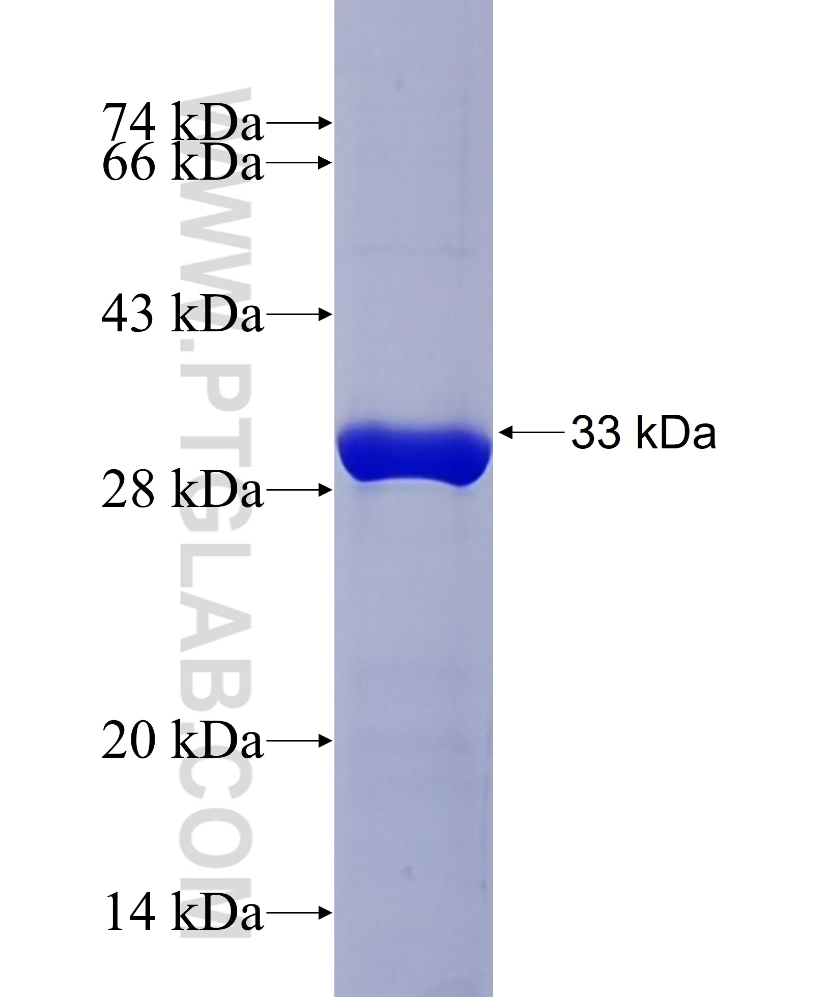FAT2 fusion protein Ag34969 SDS-PAGE FAT2 fusion protein Ag34969 SDS-PAGE