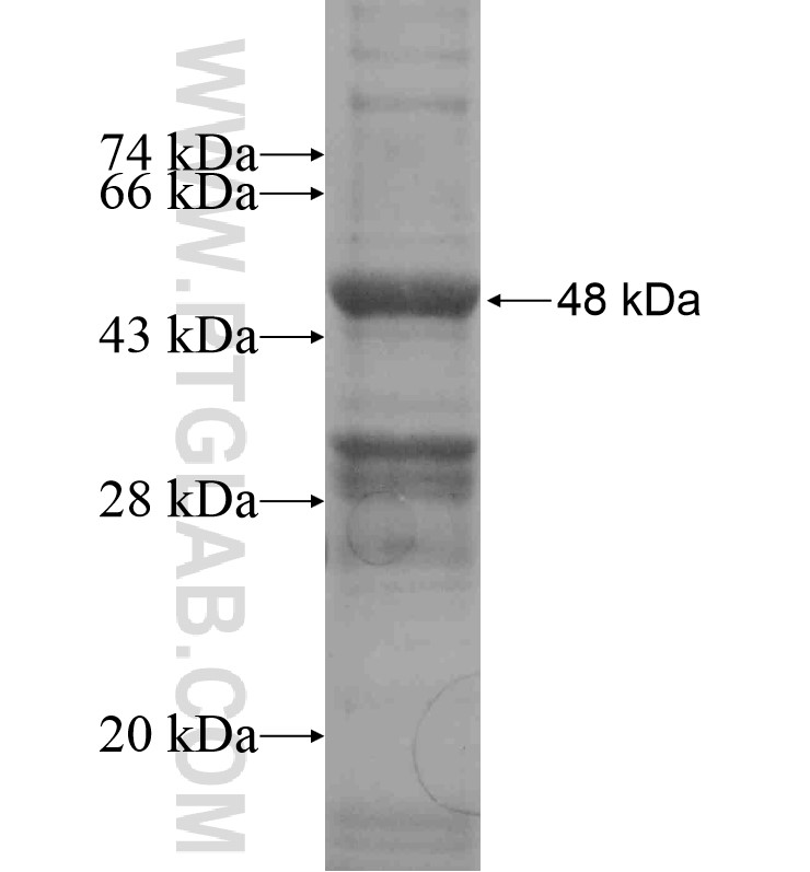 FATE1 fusion protein Ag16796 SDS-PAGE FATE1 fusion protein Ag16796 SDS-PAGE