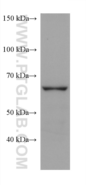 WB analysis of HepG2 using 68074-1-Ig