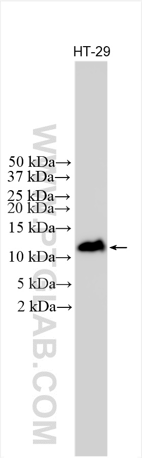 WB analysis using 13581-1-AP
