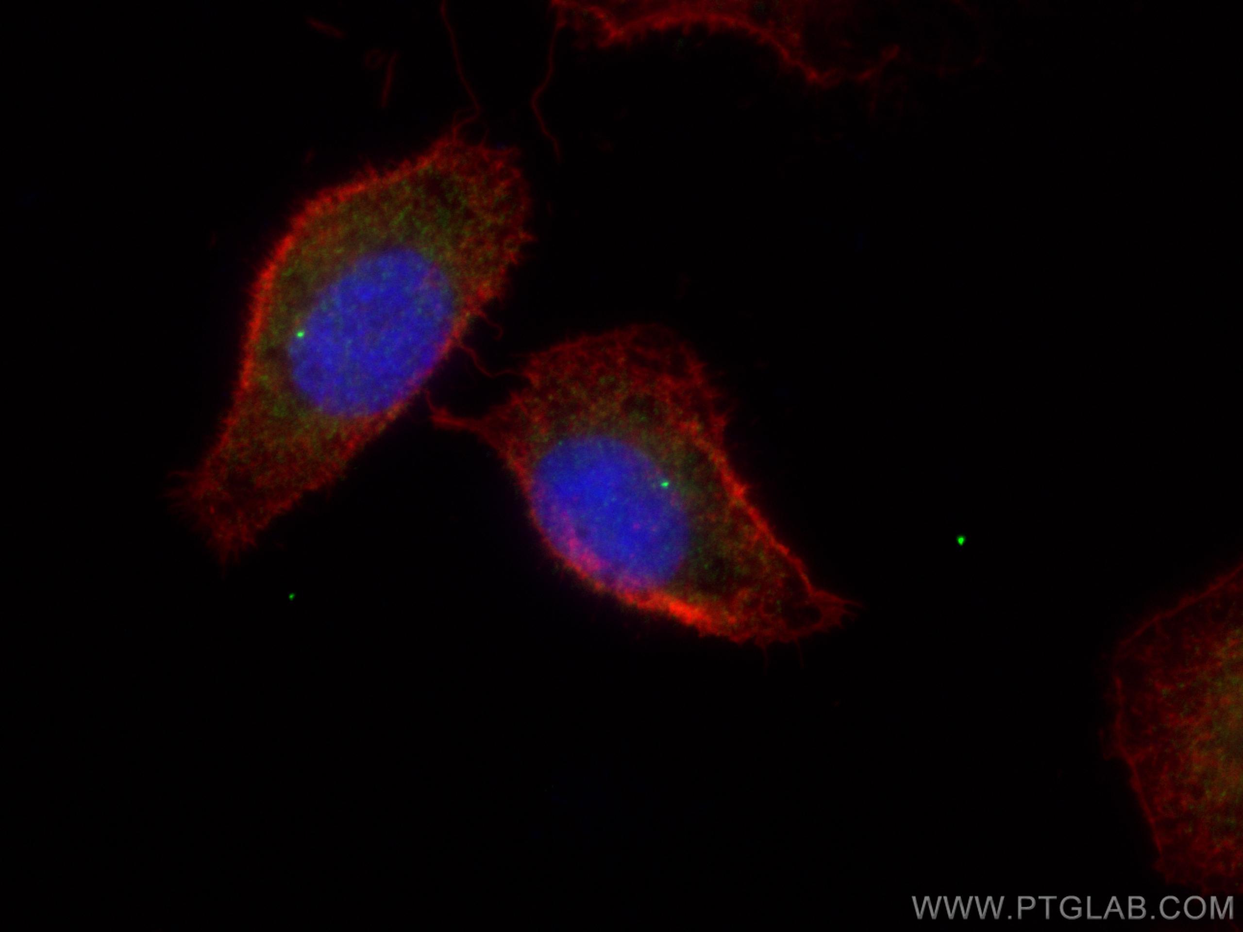 IF Staining of A549 using 11531-1-AP