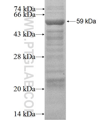 FBF1 fusion protein Ag1954 SDS-PAGE