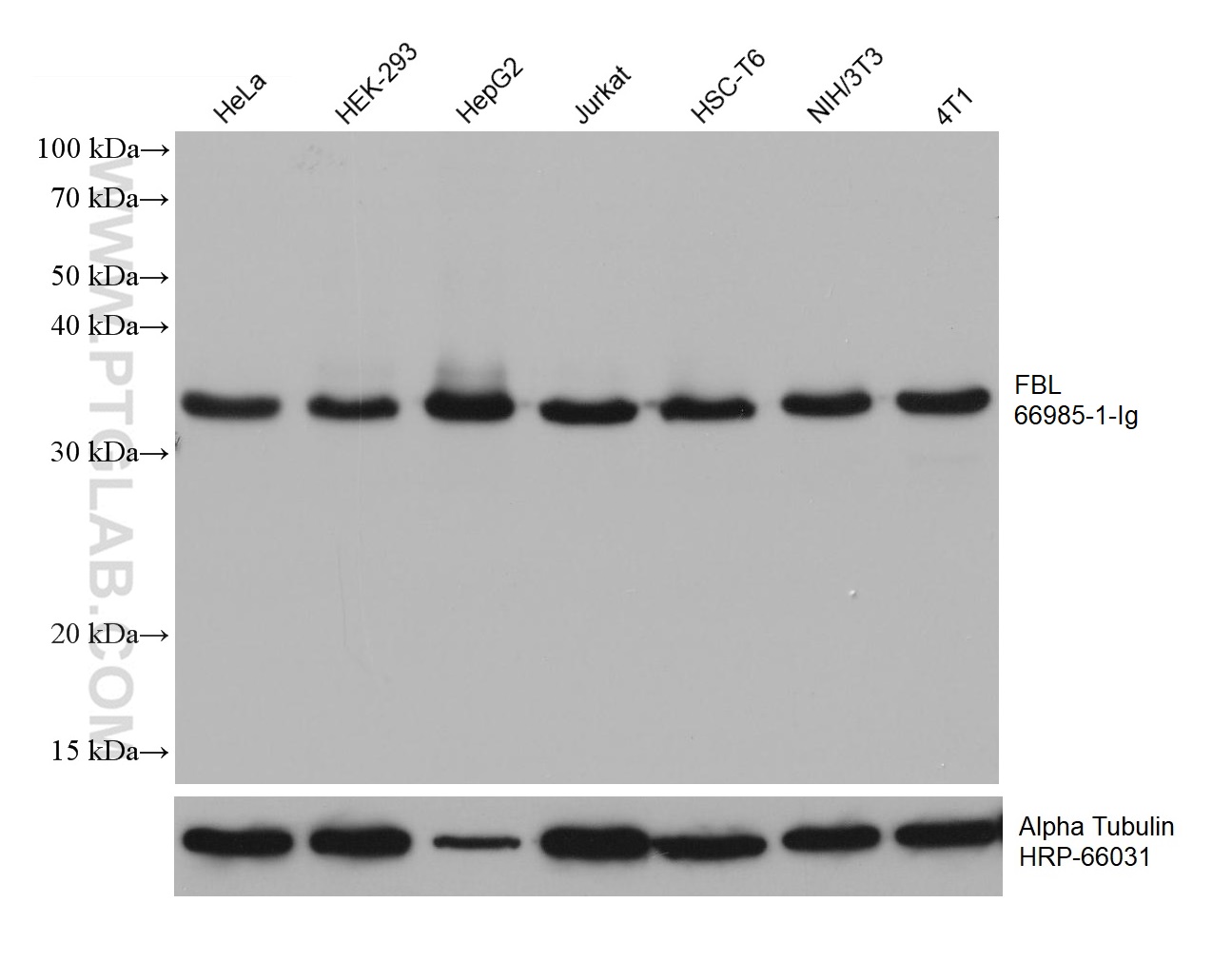 WB analysis using 66985-1-Ig