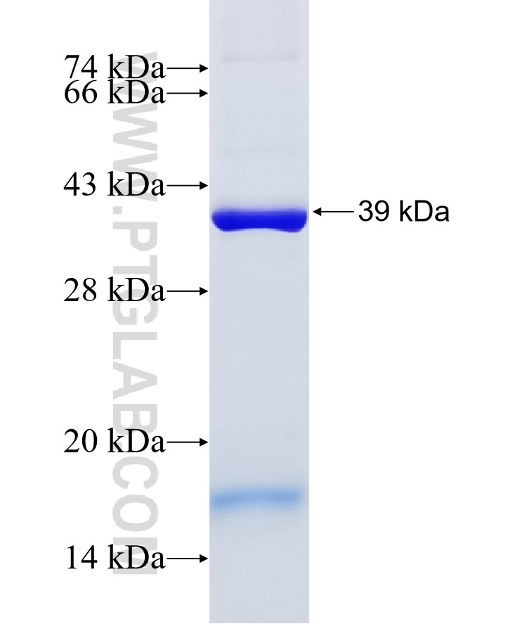 FBL fusion protein Ag8841 SDS-PAGE