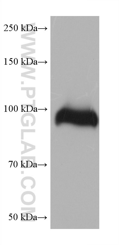 WB analysis of human placenta using 68453-1-Ig