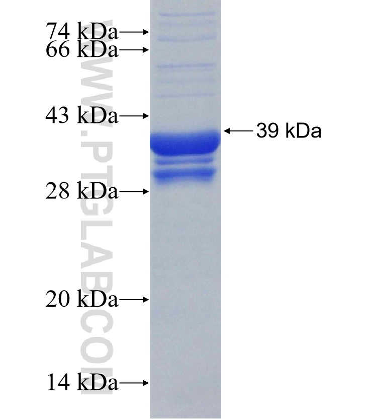 FBN1 fusion protein Ag30283 SDS-PAGE