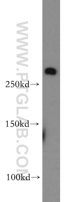 fibrillin 2-Specific Polyclonal antibody