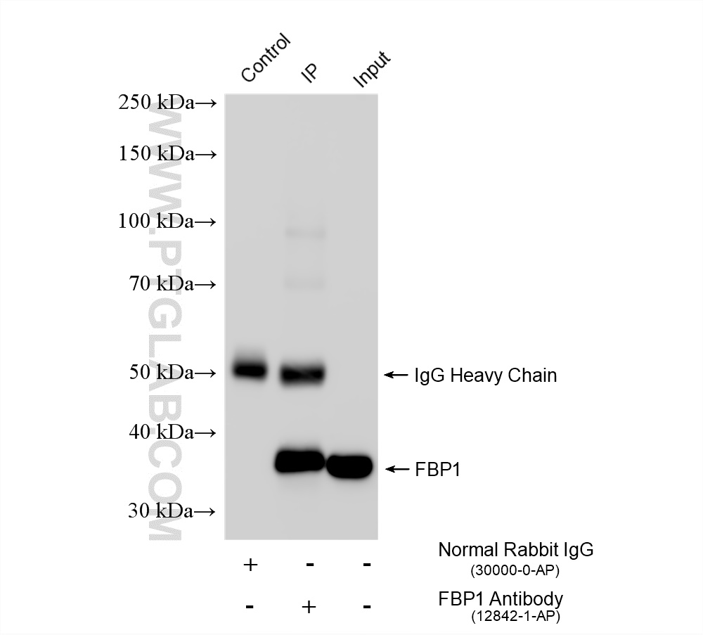 IP experiment of mouse liver using 12842-1-AP