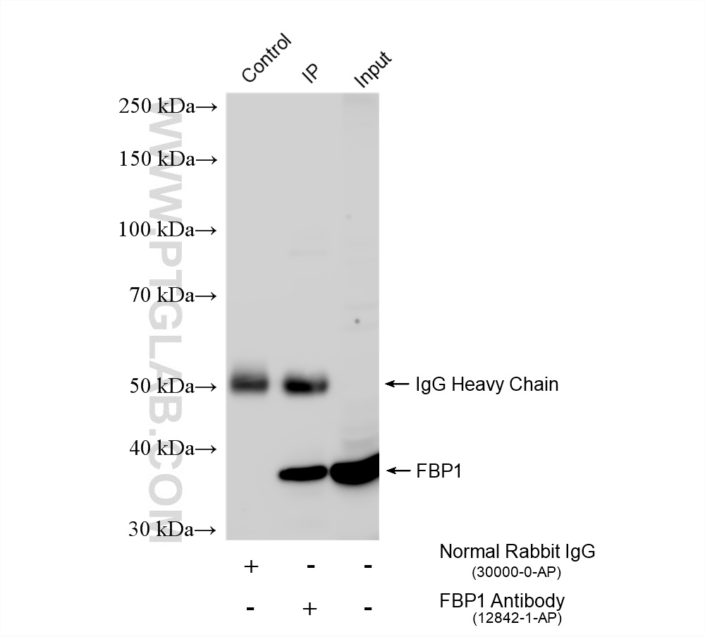 IP experiment of MCF-7 using 12842-1-AP