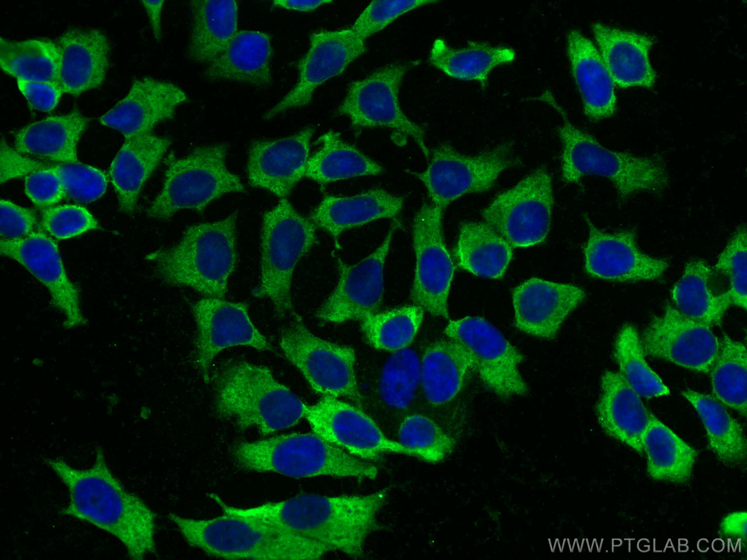 IF Staining of MCF-7 using 68446-1-Ig (same clone as 68446-1-PBS)