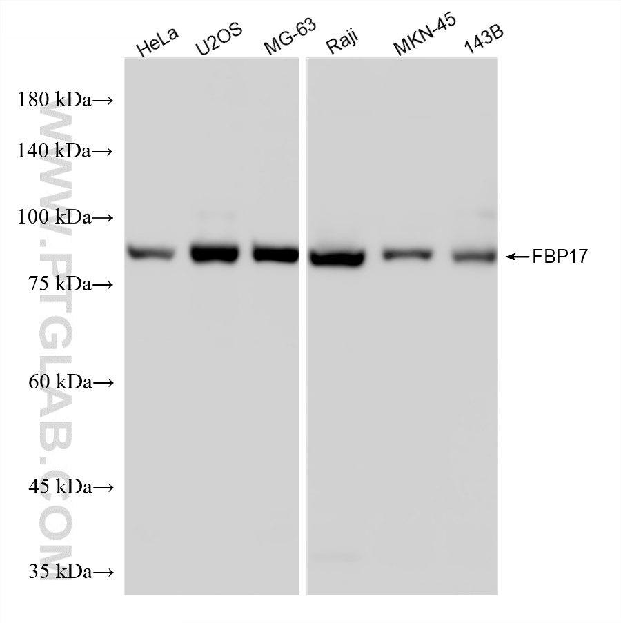 WB analysis using 86852-2-RR (same clone as 86852-2-PBS)