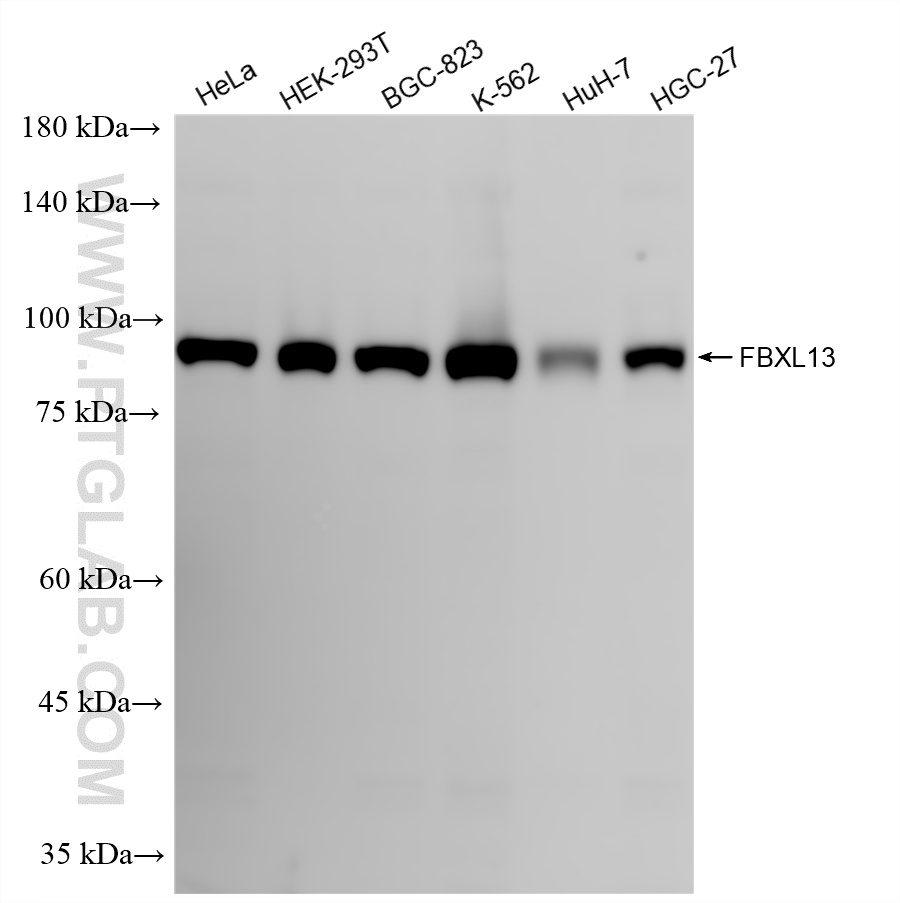 WB analysis using 86857-1-RR