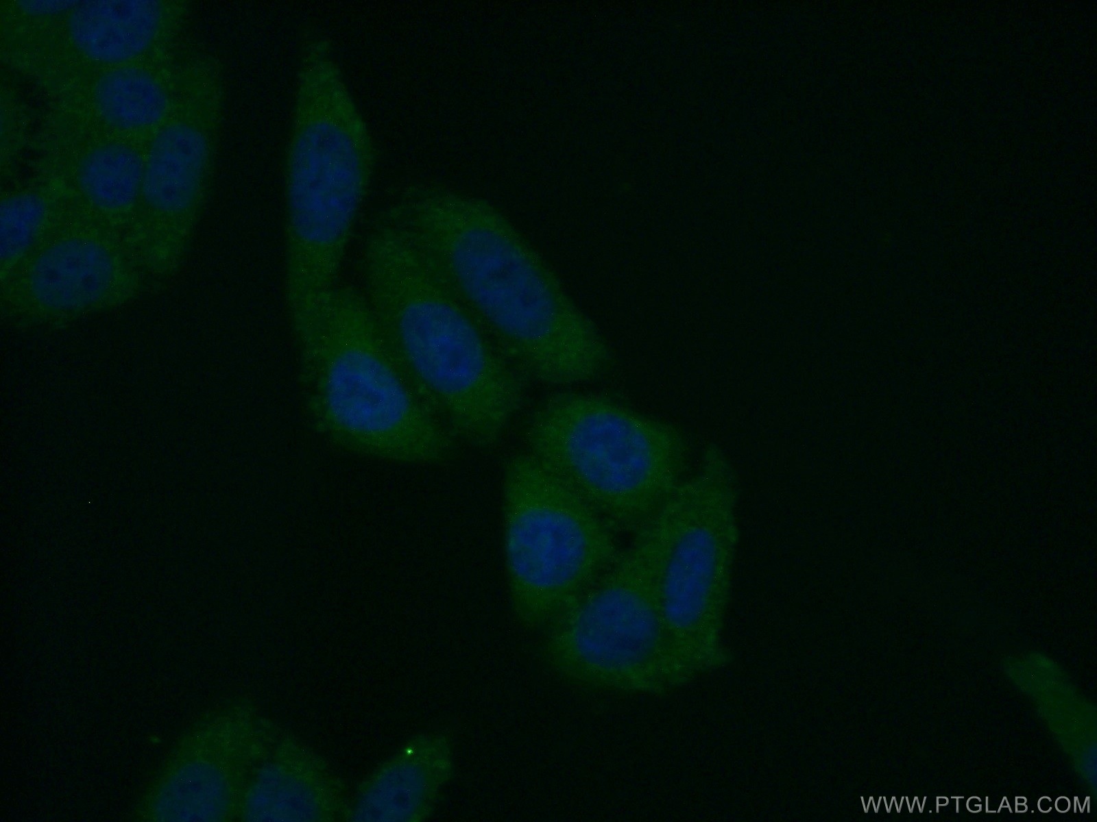 IF Staining of HepG2 using 13934-1-AP