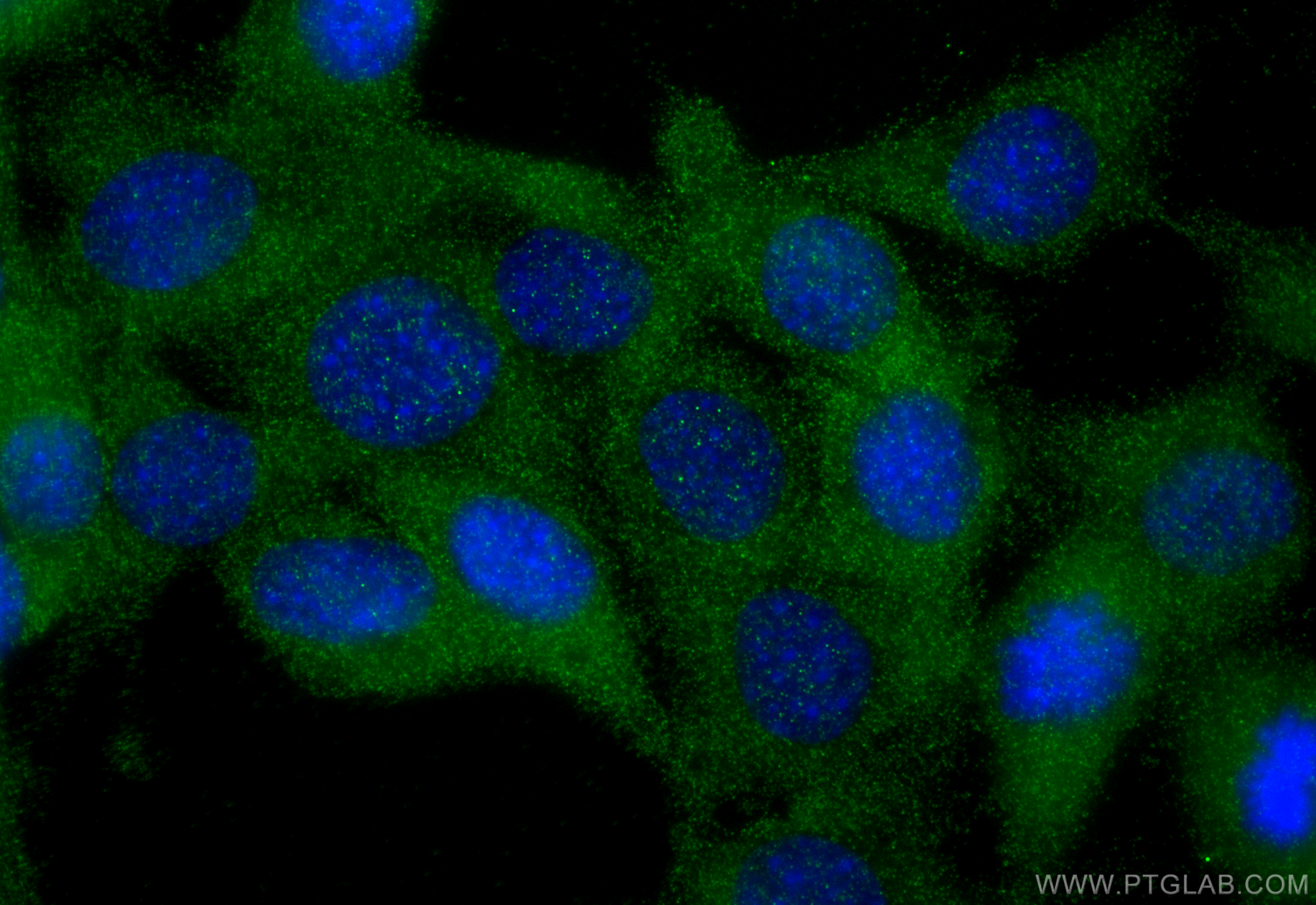 IF Staining of C2C12 using 21437-1-AP