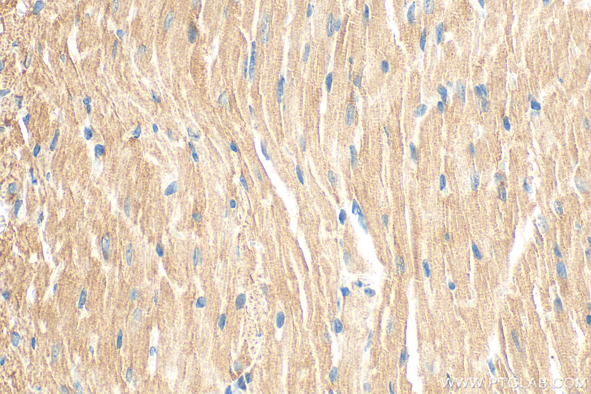 IHC staining of mouse heart using 21437-1-AP