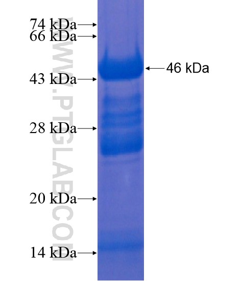 FBXL4 fusion protein Ag21579 SDS-PAGE