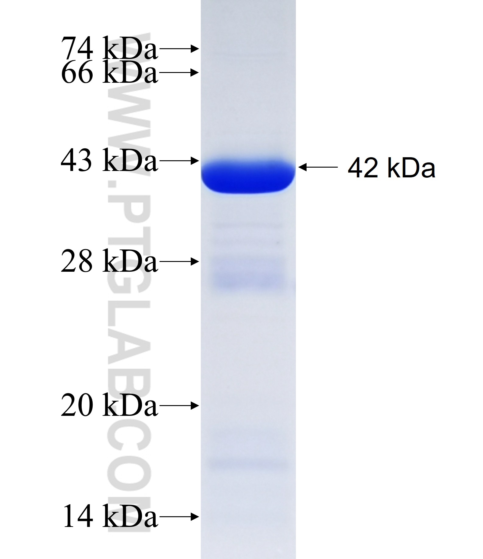 FBXL4 fusion protein Ag28326 SDS-PAGE