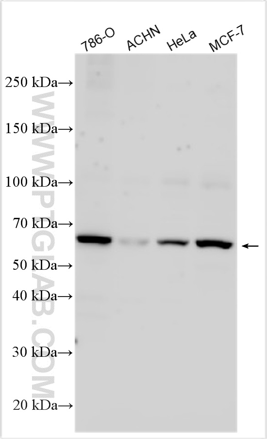 WB analysis using 33265-1-AP