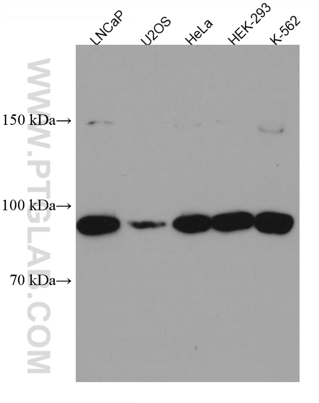 WB analysis using 67365-1-Ig