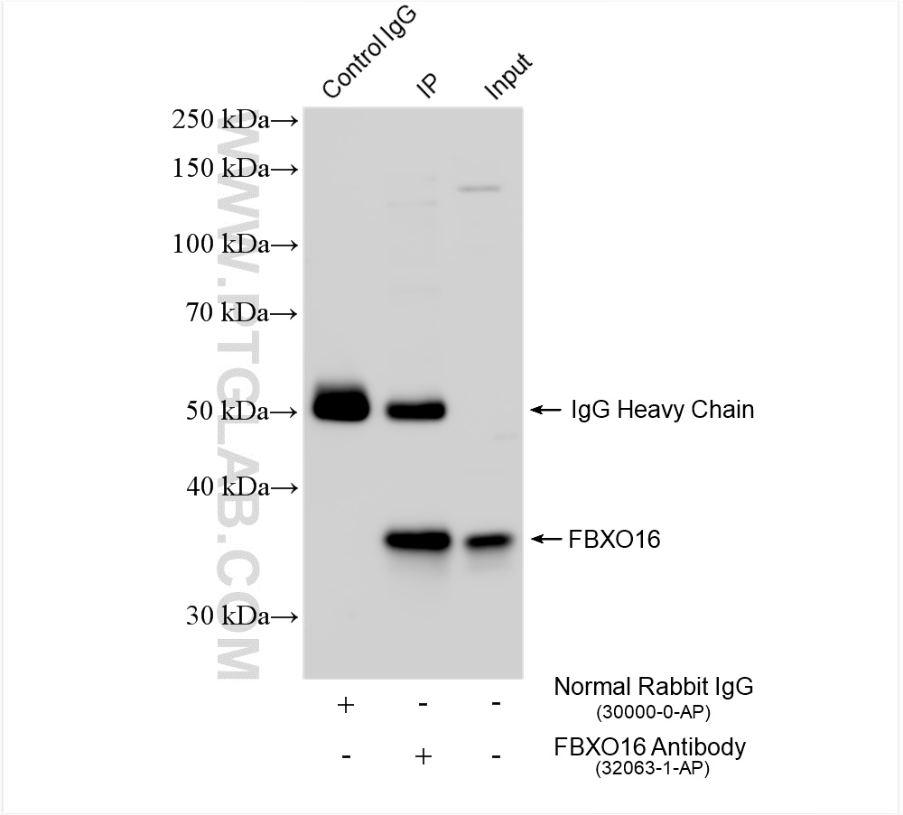 IP experiment of T-47D using 32063-1-AP