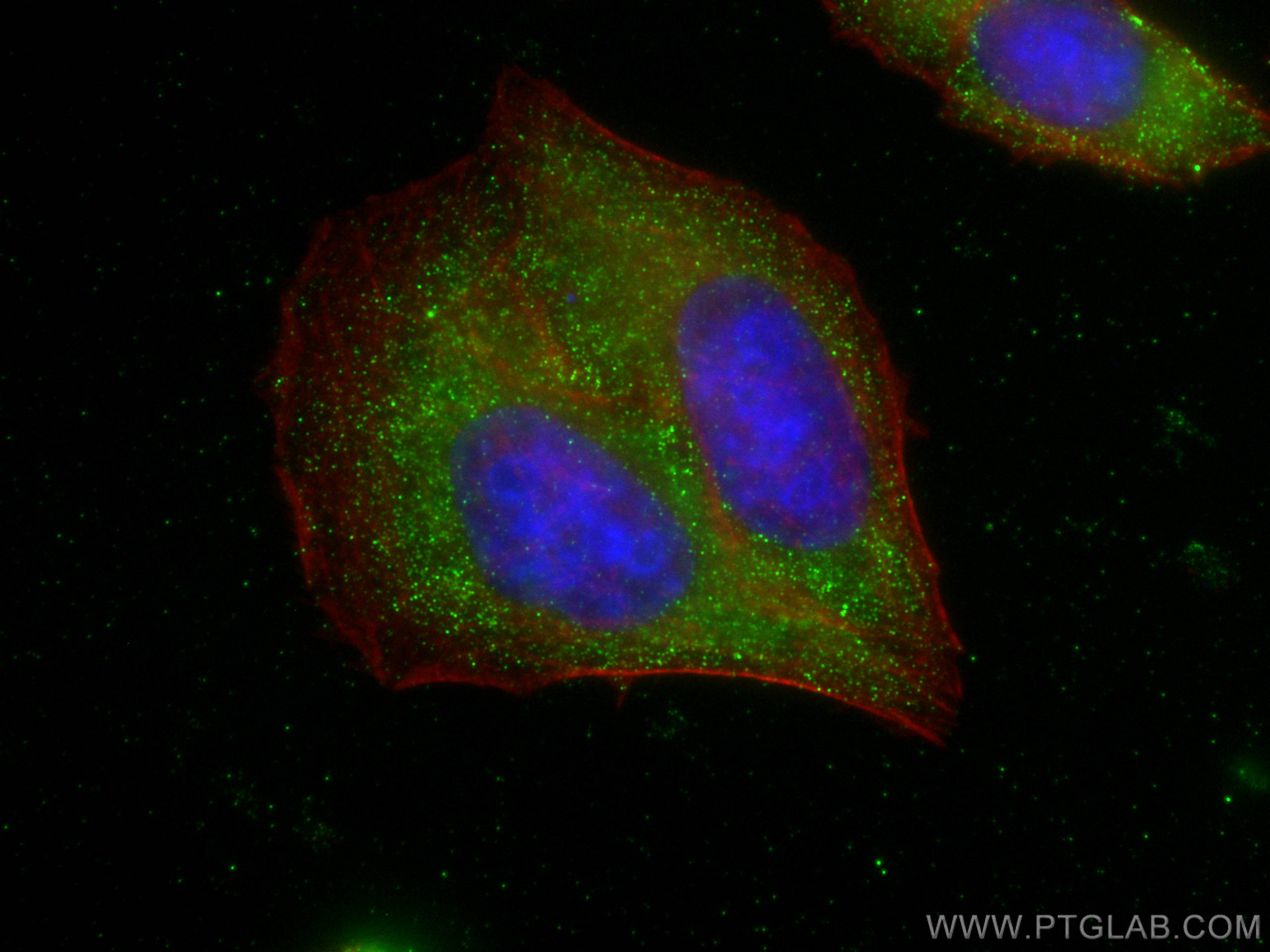 IF Staining of HepG2 using 68246-1-Ig