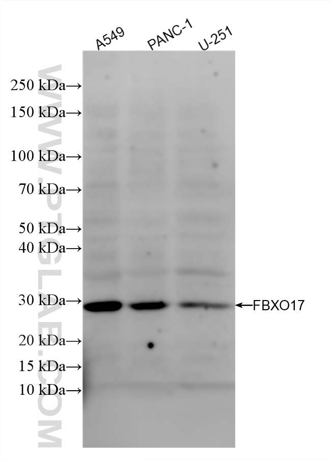 WB analysis using 85936-1-RR