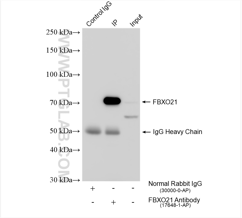 IP experiment of rat brain using 17648-1-AP