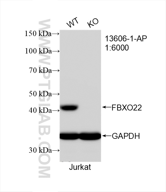 WB analysis of Jurkat using 13606-1-AP