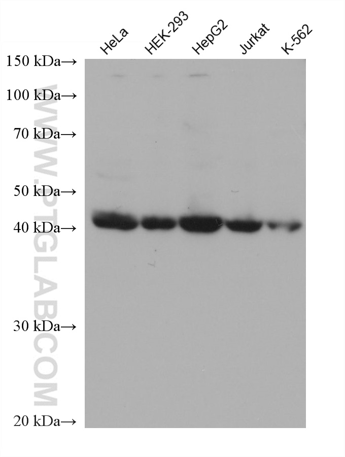 WB analysis using 68650-1-Ig