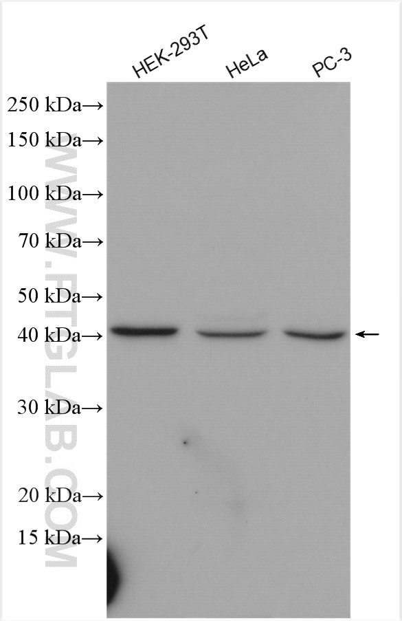 WB analysis using 24282-1-AP