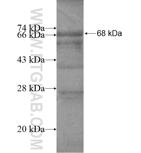 FBXO3 fusion protein Ag11758 SDS-PAGE FBXO3 fusion protein Ag11758 SDS-PAGE
