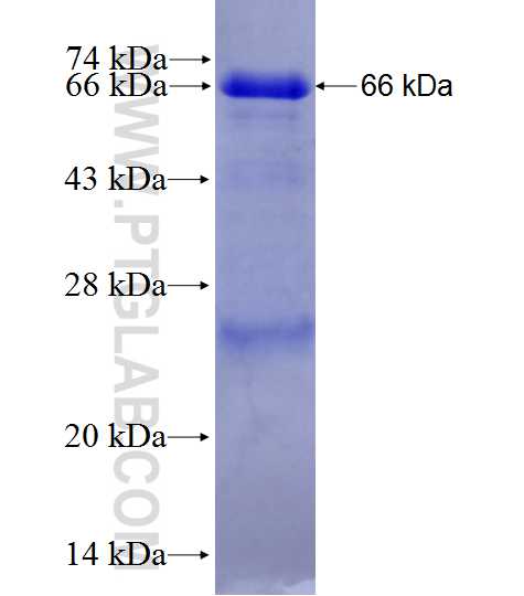 FBXO30 fusion protein Ag27791 SDS-PAGE