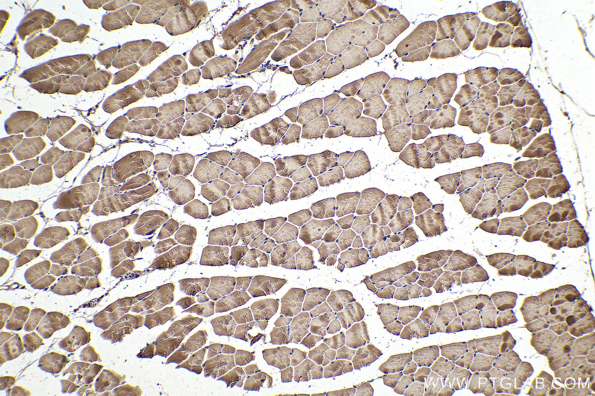IHC staining of mouse skeletal muscle using 67172-1-Ig